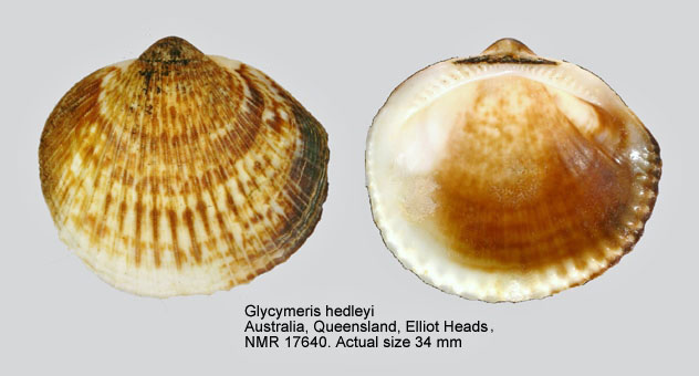 Glycymeris hedleyi.jpg - Glycymeris hedleyi(Lamy,1912)